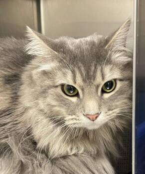 Domestic Medium Hair Cats Available for Adoption in Golden, Colorado - Benny | PetCurious