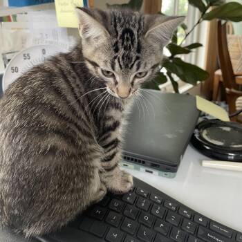 Domestic Short Hair Cats Available for Adoption in Bloomington, Illinois - Trout Lily | PetCurious