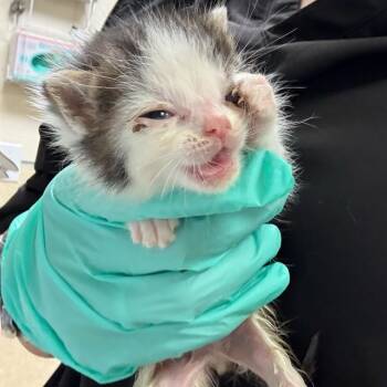 Domestic Short Hair Cats Available for Adoption in Riverside, California - PABLO | PetCurious