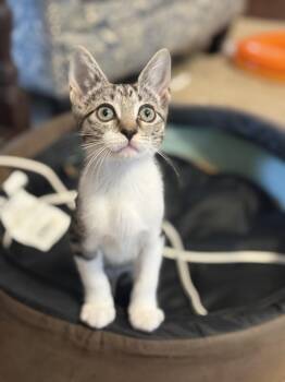 Firefly -  Domestic Short Hair Cat for Adoption in Magnolia, Texas - Firefly | PetCurious