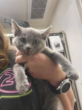 MOO -  Domestic Short Hair Cat for Adoption in Albuquerque, New Mexico - MOO | PetCurious