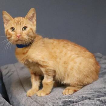 Jerry -  Domestic Short Hair Cat for Adoption in Lakeland, Florida - Jerry | PetCurious