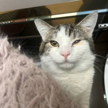 Domestic Medium Hair Cats Available for Adoption in Park City, Utah - Paper | PetCurious