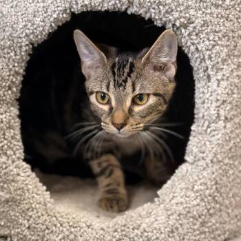 Ally -  Domestic Short Hair Cat for Adoption in Gainesville, Florida - Ally | PetCurious