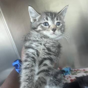Lady Bug -  Domestic Short Hair Cat for Adoption in Matteson, Illinois - Lady Bug | PetCurious