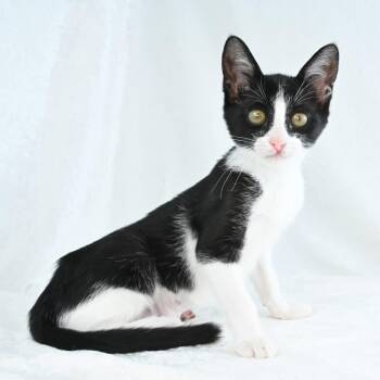 Shirley -  Domestic Short Hair Cat for Adoption in Mobile, Alabama - Shirley | PetCurious