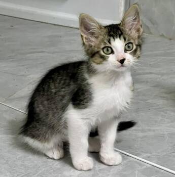 Edgar (bonded with Eden) -  Tabby and Domestic Short Hair Cat for Adoption in Vaughan, Ontario - Edgar (bonded With Eden) | PetCurious