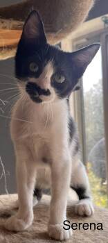 Rescue American Shorthair and Domestic Short Hair Cats for Adoption in Moreno Valley, California - Serena | PetCurious