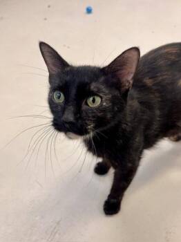 Miss MacDonald -  Domestic Short Hair Cat Available for Adoption in Webster, Wisconsin - Miss MacDonald | PetCurious