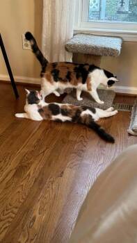 Ruby V -  Calico Cat for Adoption in Cary, North Carolina - Ruby V | PetCurious