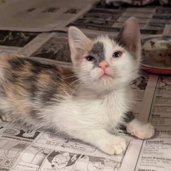 Rub a Dub Dub -  Domestic Short Hair Cat for Adoption in Boerne, Texas - Rub A Dub Dub | PetCurious