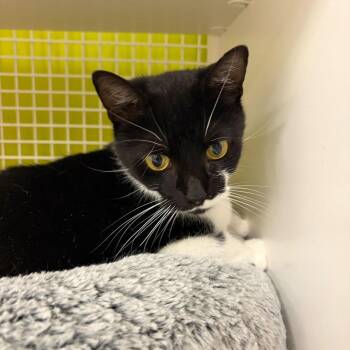 Domestic Short Hair Cats Available for Adoption in Tallahassee, Florida - Brinna | PetCurious