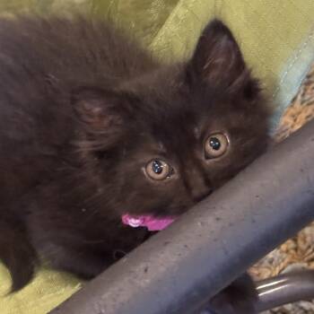 Maddy -  Domestic Medium Hair Cat for Adoption in Phoenix, Arizona - Maddy | PetCurious