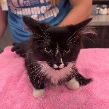 Poe -  Domestic Medium Hair Cat for Adoption in Oak Brook, Illinois - Poe | PetCurious