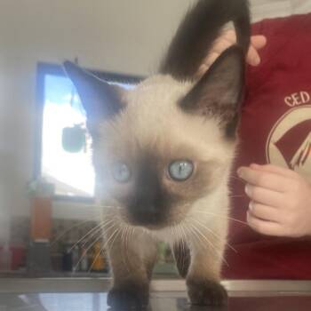 Stella -  Siamese Cat for Adoption in Chapel Hill, North Carolina - Stella | PetCurious