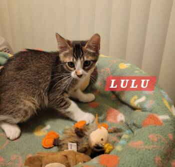 Lulu -  Domestic Short Hair Cat for Adoption in Villa Park, California - Lulu | PetCurious