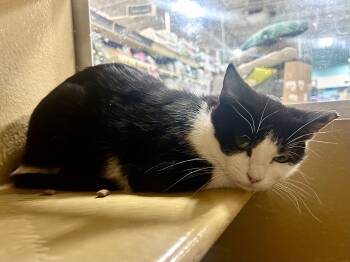 Cleo -  Domestic Short Hair Cat for Adoption in Worcester, Massachusetts - Cleo | PetCurious