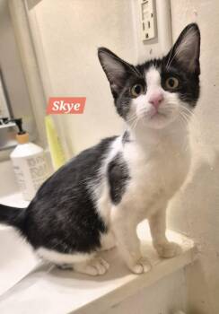 Domestic Short Hair Cats Available for Adoption - Skye | PetCurious