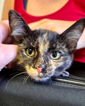 Spicy and Willow -  Domestic Short Hair Cat for Adoption in Hays, Kansas - Spicy And Willow | PetCurious