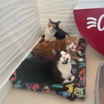 Rescue Domestic Short Hair Cats for Adoption in Warwick, Rhode Island - Arlo | PetCurious