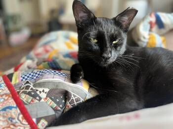 Banksy -  Domestic Short Hair Cat for Adoption in Seattle, Washington - Banksy | PetCurious