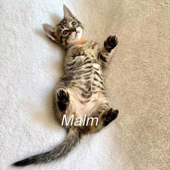 Domestic Short Hair Cats Available for Adoption in Sunnyvale, California - Malm (Orange) | PetCurious