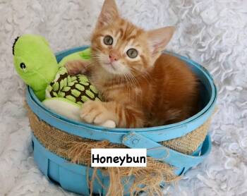 Tabby Cats Available for Adoption in St. Augustine, Florida - Honeybun | PetCurious