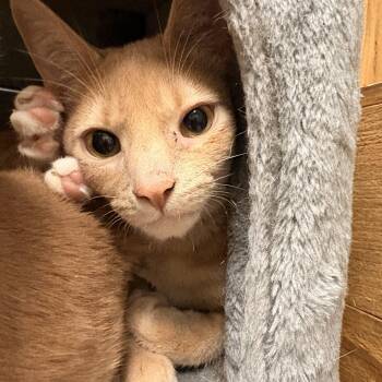 Pumpkin -  Domestic Short Hair Cat for Adoption in Spokane Valley, Washington - Pumpkin | PetCurious