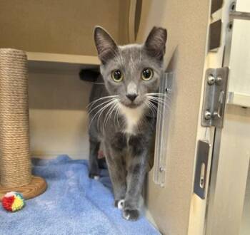Gravy -  Domestic Short Hair Cat for Adoption in New Hope, Pennsylvania - Gravy | PetCurious