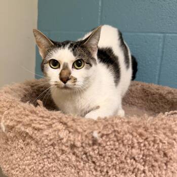 Sydnee -  Domestic Short Hair Cat for Adoption in Kansas City, Missouri - Sydnee | PetCurious