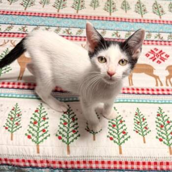 Marvin the Martian -  Domestic Short Hair Cat for Adoption in Boerne, Texas - Marvin The Martian | PetCurious