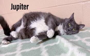 Domestic Short Hair Cats Available for Adoption in Clearfield, Kentucky - Jupiter | PetCurious