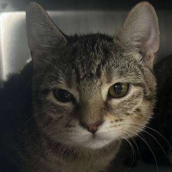 Iris -  Domestic Short Hair Cat for Adoption in Chicago, Illinois - Iris | PetCurious