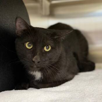 Pinstripe -  Domestic Short Hair Cat for Adoption in Bullhead City, Arizona - Pinstripe | PetCurious
