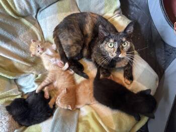 Penny -  Domestic Short Hair Cat for Adoption in Montello, Wisconsin - Penny | PetCurious