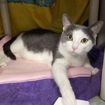 Pua -  Domestic Short Hair Cat for Adoption in Wheaton, Illinois - Pua | PetCurious