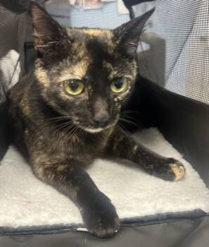 Sponsor -  Domestic Short Hair Cat for Adoption in Chamblee, Georgia - Sponsor | PetCurious