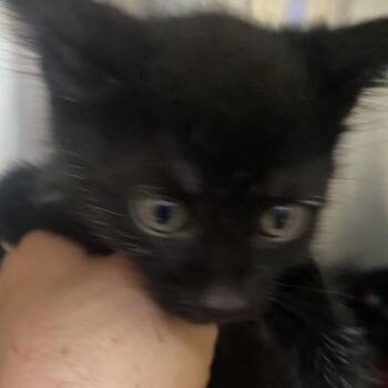 Lewis - Tan Band (Gate-14) -  Domestic Short Hair Cat for Adoption in Blairsville, Georgia - Lewis - Tan Band (Gate-14) | PetCurious