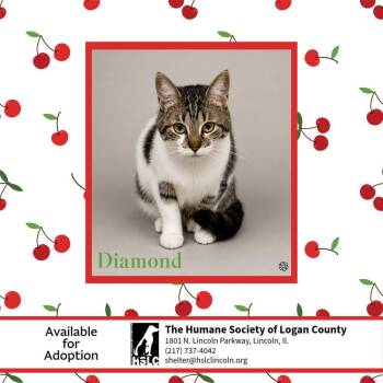 Diamond -  Domestic Short Hair Cat for Adoption in Lincoln, Illinois - Diamond | PetCurious