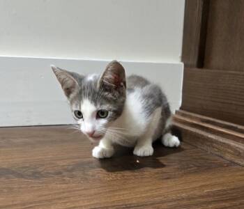 Domestic Short Hair Cats Available for Adoption in Ruskin, Florida - Ash | PetCurious