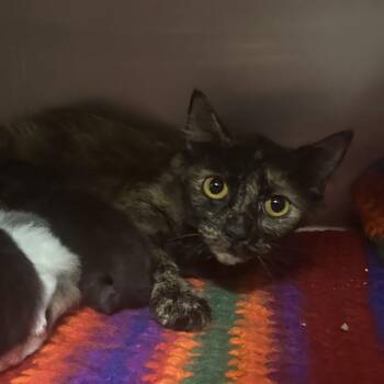 Fuzzy -  Domestic Medium Hair Cat for Adoption in Charleston, West Virginia - Fuzzy | PetCurious