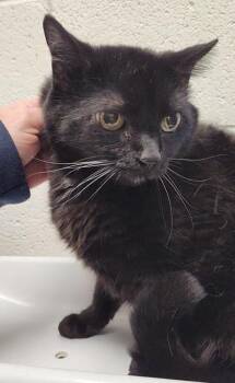 Domestic Medium Hair and Domestic Short Hair Cats Available for Adoption in Fairfax, Virginia - Chloe | PetCurious