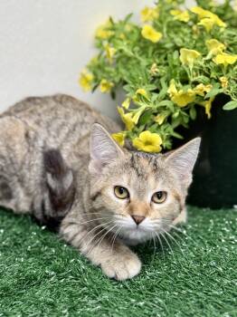 Kirby -  Domestic Short Hair Cat Available for Adoption in Effingham, Illinois - Kirby | PetCurious