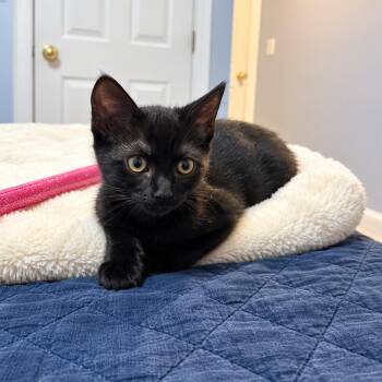 Memphis -  Domestic Short Hair Cat for Adoption in Hopkinton, Massachusetts - Memphis | PetCurious