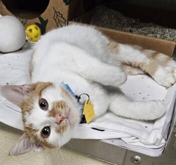 MARS -  Domestic Short Hair Cat for Adoption in St. Louis, Missouri - MARS | PetCurious