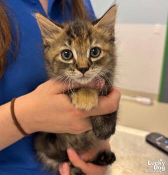 Brooke -  Domestic Short Hair Cat for Adoption in Washington, District Of Columbia - Brooke | PetCurious