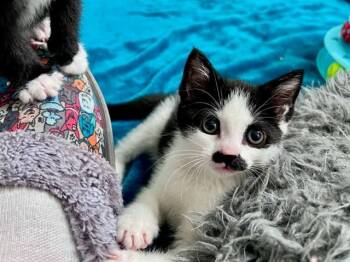 Rescue Domestic Short Hair Cats for Adoption in Raleigh, North Carolina - OOGIE | PetCurious