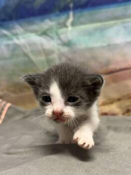 Sausage -  Domestic Short Hair Cat for Adoption in San Antonio, Texas - Sausage | PetCurious