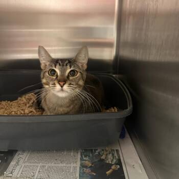 Carol -  Domestic Short Hair Cat for Adoption in Goleta, California - Carol | PetCurious
