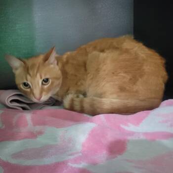 Domestic Short Hair Cats Available for Adoption in Cabot, Arkansas - (Found) Cornbread | PetCurious